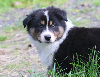 ausfx australian shepherds