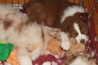 ausfx australian shepherds